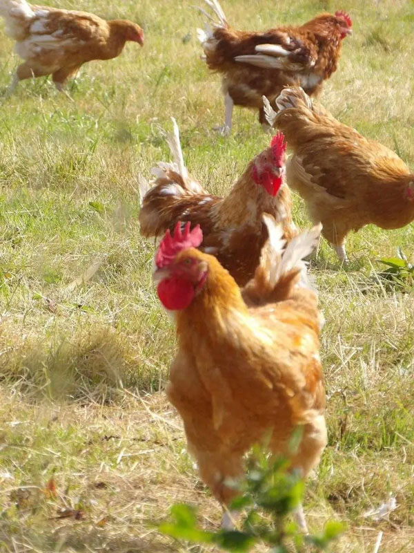 Poule au blanc - La Ferme du Prieuré