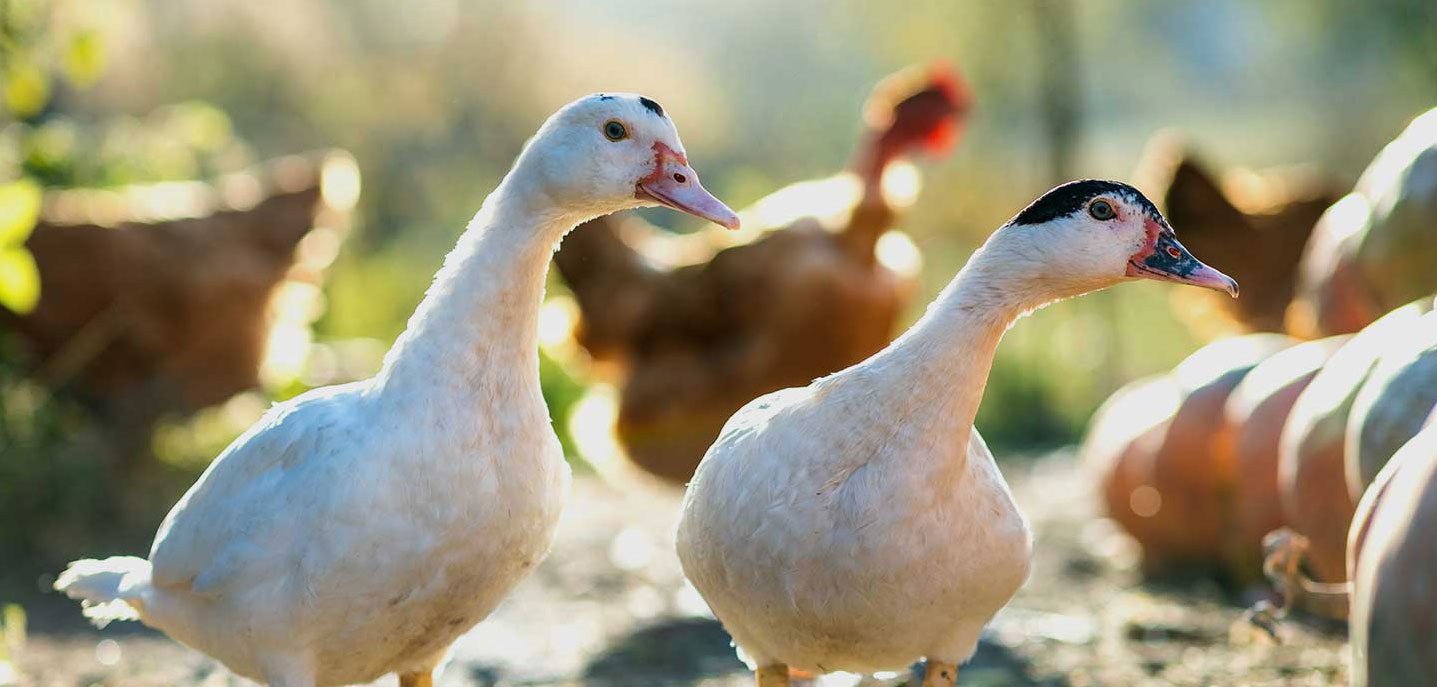 La Ferme du Prieuré