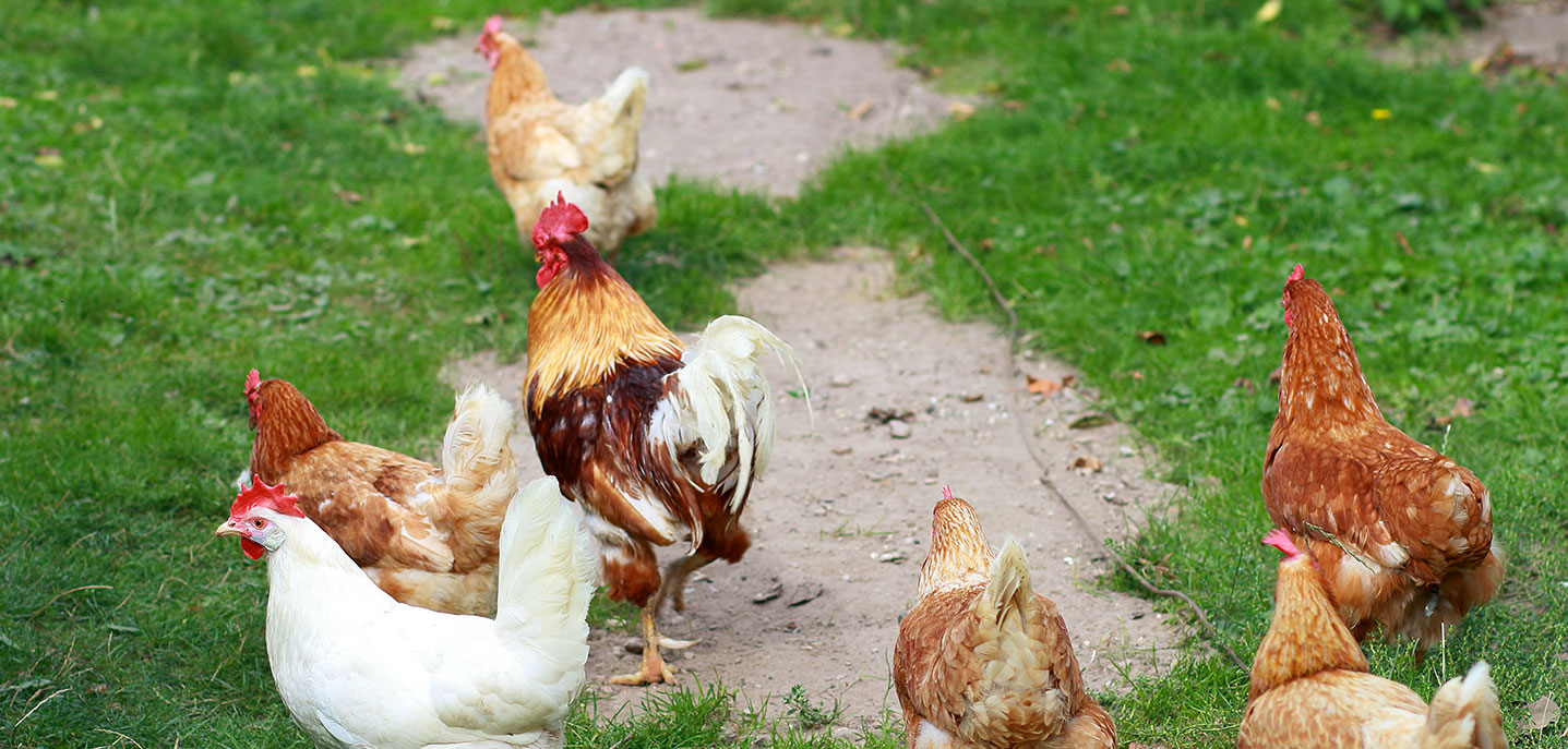 La Ferme du Prieuré