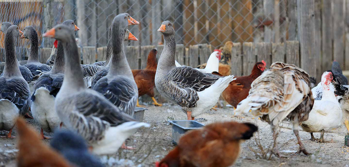 La Ferme du Prieuré